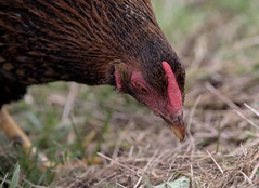 Chicken - Photo of La Ferrière-sur-Risle