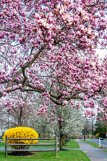 Doylestown PA: Springtime