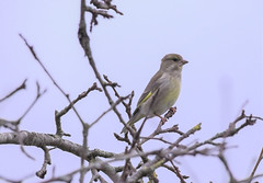Greenfinch on apple tree - Photo of Serquigny