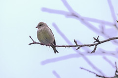 A slightly grumpy greenfinch - Photo of La Ferrière-sur-Risle