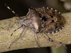 Mottled shieldbug - Photo of Bray