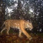 Sumatran tiger caught on camera