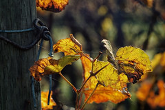 Vine leaf - Photo of Saint-Pierre