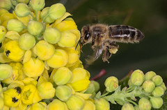 Cheeky bee - Photo of Corneville-la-Fouquetière