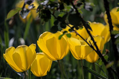 Yellow tulips - Photo of Corneville-la-Fouquetière