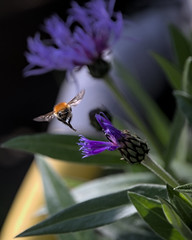 Common carder bee in flight - Photo of Corneville-la-Fouquetière