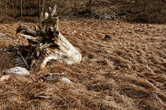 Old dead tree - Photo of Oderen