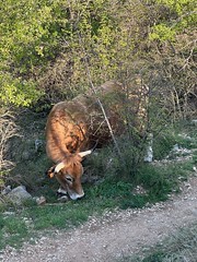 Une des vaches Aubrac au pont de Masclas dans l-Hérault. - Photo of Saint-Mathieu-de-Tréviers
