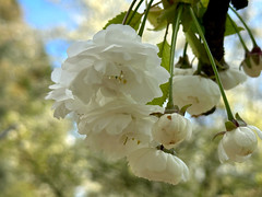 1380 Flânerie annuelle sous les cerisers en fleur - Photo of Saclay