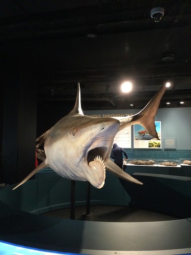 Sharks, Australian Museum 2023