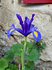 Un iris glabre