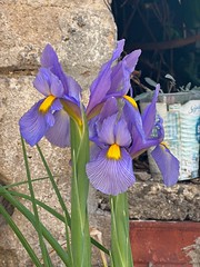 Les iris glabres et mauves