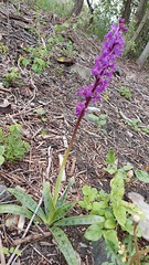 Mannetjesorchis - Orchis mascula - Photo of Charnois
