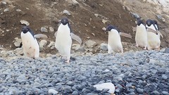 Adelie Penguins. Location: Brown Bluff, Antarctic Peninsula