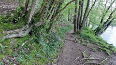 bospaden, mooie bomen en meer - Photo of Aubrives