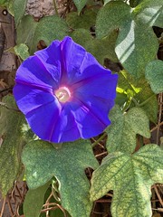 Ipomée volubilis violette - Photo of Bellegarde