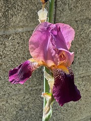 Iris chaudron, variegata