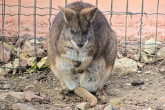 Wallaby de Parma - Photo of Romilly-sur-Andelle