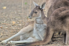 Kangourou gris - Photo of Connelles