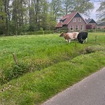 Cows in the Dutch countryside