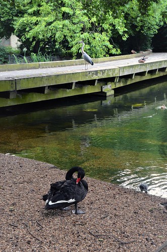 Black Swan at St James's Park