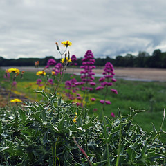 Fleurs de Loire - Photo of La Possonnière