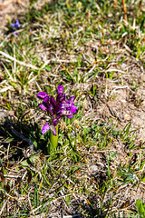 Orchidée sauvage - Photo of Focicchia