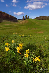 Daffodils / jonquilles. Bellecombe / La Pesse, Jura, France - Photo of Molinges