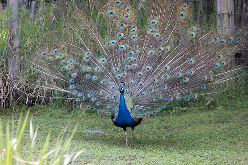 Indian peafowl - Wikipedia