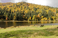 Blanchemer Lake in autumn - Photo of La Bresse