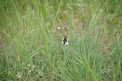 Lacewing - Libelloides coccajus - Photo of Strenquels