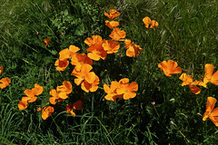 California Poppies - Photo of Frayssinhes