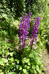 Orchid - Photo of Mercœur