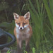 Garden Fox