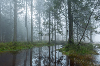 mystical atmosphere in the Black Forest