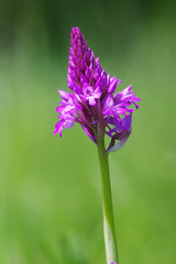 Orchis pyramidal - Photo of Vireux-Molhain