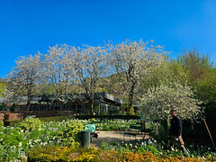 Monet's gardens at Giverney, France (18)