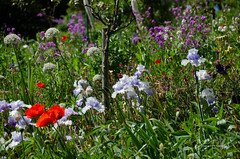Giverny : les jardins - Photo of Bonnières-sur-Seine