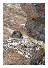 Marmottes - Photo of Villarodin-Bourget