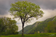 Tree at Bonlieu, Jura, France. Arbre à Bonlieu, Jura, France.