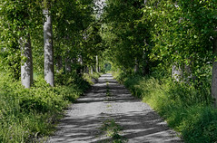Path between trees - Photo of Herbsheim