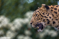 Amur Leopard   Zoo Amneville 