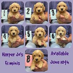 Harper's F1 Minis ! Boys 1- 6 and girl B available ! 