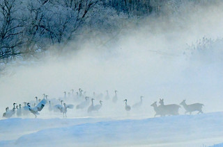 Encounter in river fog: red-crowned cranes and Ezo deer