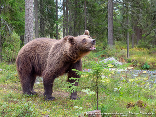 Ursus arctos - Kuhmo, Finland (OM-D E-M10.2 & 12-40/2.8, 1/60", f/3.2, ISO 1600)