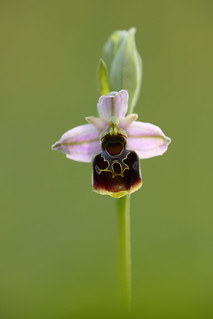 Late Spider Orchid