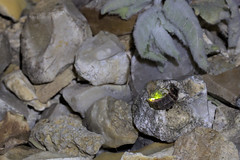 Common Glow Worm (Female) - Photo of Saint-Aubin-des-Hayes