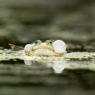 Marsh Frog, Bulgaria
