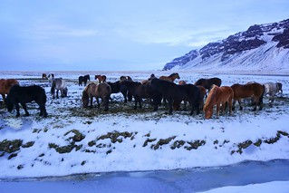 Icelandic Horses - Iceland