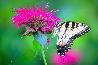 Bee Balm and Swallowtail Butterfly